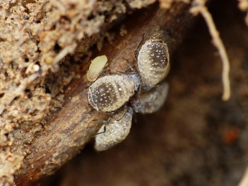 Afidi allevati da formiche Solenopsis fugax